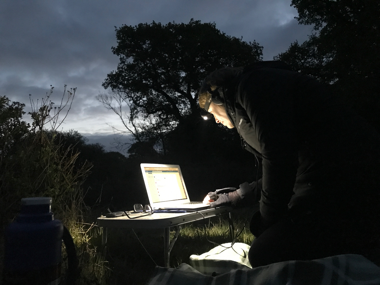 Hazel is livestreaming from teh Knepp scrubland using her laptop and helped by a head torch. The sky is lightening behind her