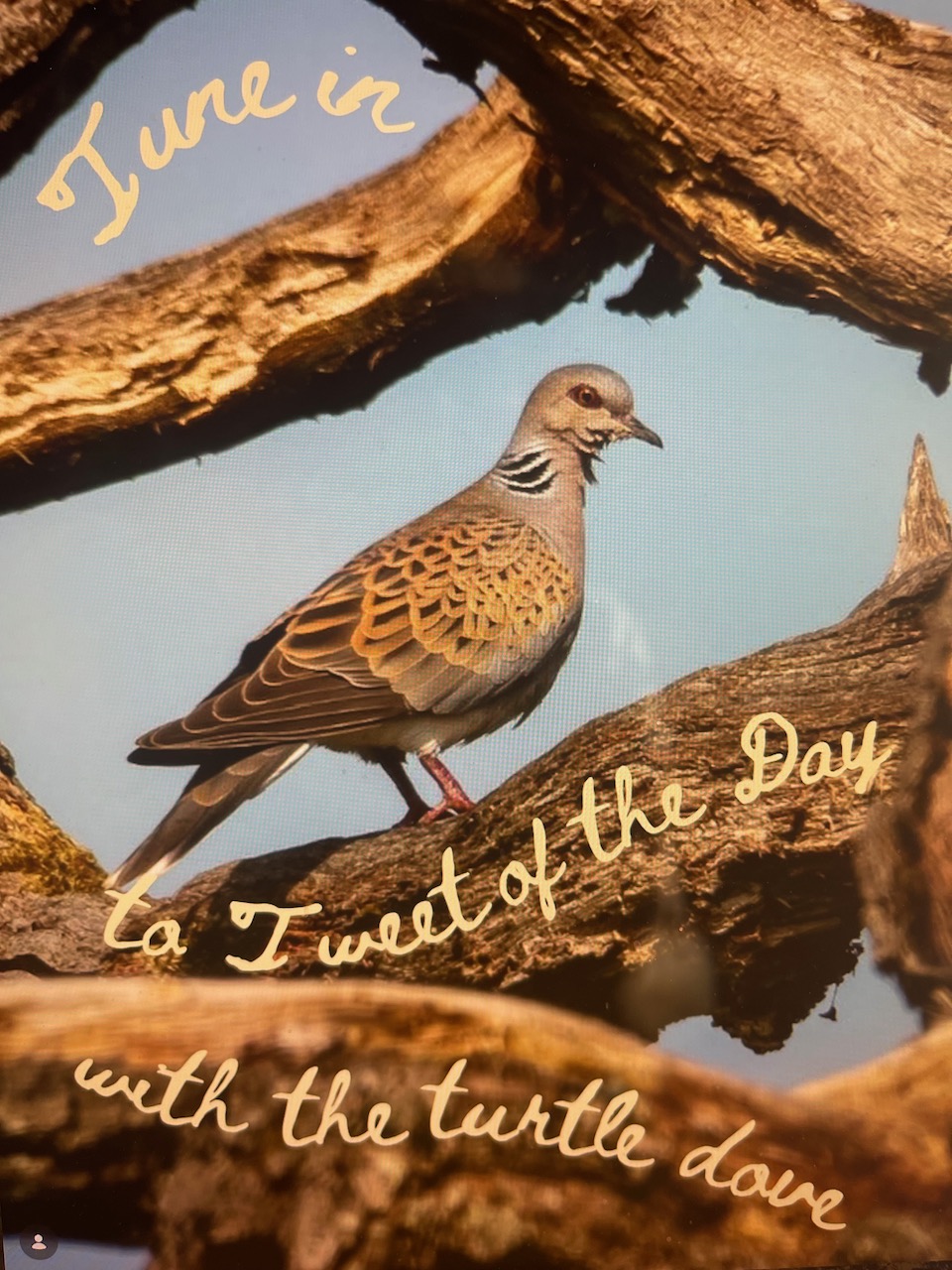 RADIO 4: Tweet of the Day – The Turtle Dove
